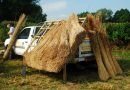 Thatching display by Richard Dray
