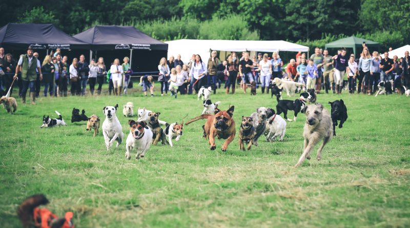 Dogs taking part in terrier racing at the Lustleigh Village Show