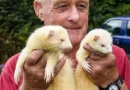 Ferret racing with Terry Moule