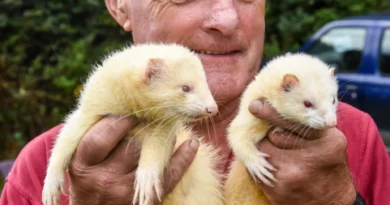 Ferret racing with Terry Moule