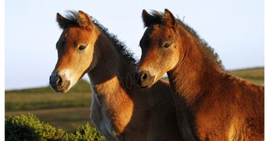 Two Foals in image captured by BRA Images
