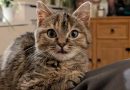 South Devon Cats Rehoming